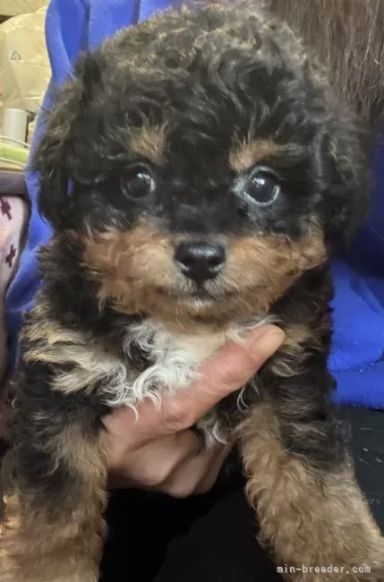 ID：2503-04801の子犬