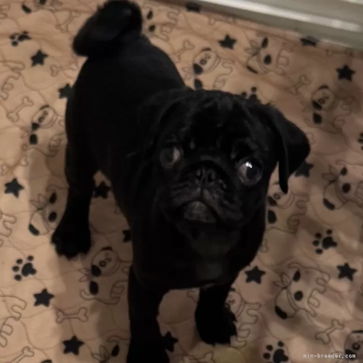 ID:2411-05442の子犬