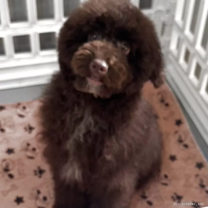 A.B 様のお迎えした子犬