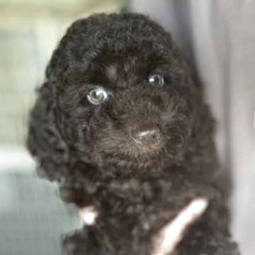 トイプードル(トイ)【福井県・男の子・2025年8月17日・ブラウン】の写真「綺麗なレアブラウンです。」
