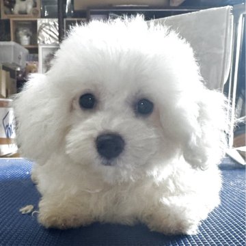 ビションフリーゼ【福井県・女の子・2025年8月27日・ホワイト】の写真「4〜5キロ予想の女の子」