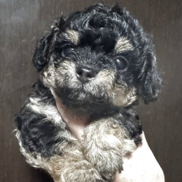 チワプー(チワワ×トイプードル)【福井県・女の子・2025年8月28日・ブラックタン】の写真「男の子も女の子もおります。」