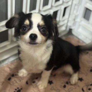 チワワ(ロング)【福井県・男の子・2025年4月19日・ブラックタンホワイト】の写真「パパ有名犬舎さま出身。遺伝子検査クリアです。」