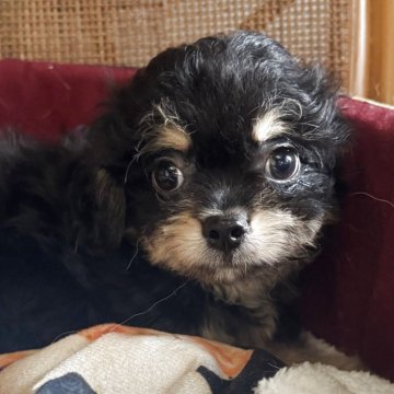 チワプー(チワワ×トイプードル)【福井県・男の子・2025年8月28日・ブラックタン】の写真「最近はチワワのお顔だったり、プードルのお顔だったり」