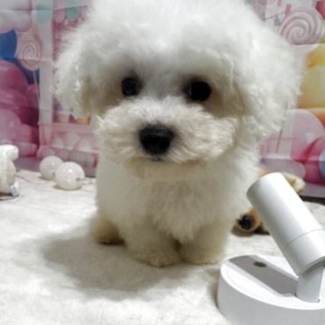 ビションフリーゼ【福井県・男の子・2025年8月27日・ホワイト】の写真「小さいけど元気くん！」