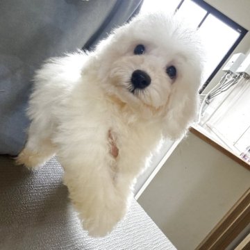 ビションフリーゼ【福井県・男の子・2025年8月24日・ホワイト】の写真「パパ遺伝子検査クリアのミニビションくんです。」