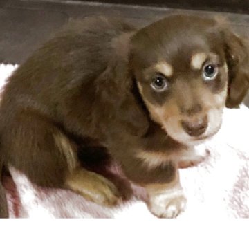 ミニチュアダックスフンド(ロング)【福井県・男の子・2025年9月15日・チョコタン】の写真「懐っこく甘えん坊。」