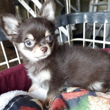 チワワ(ロング)【福井県・女の子・2025年8月2日・チョコタン】の写真「コロコロムチムチちゃん」