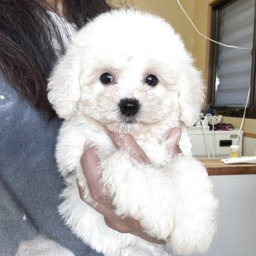 ビションフリーゼ【福井県・女の子・2025年8月24日・ホワイト】の写真「パパは2キロのミニビションくん。遺伝子検査クリア！」