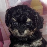 チワプー(チワワ×トイプードル)