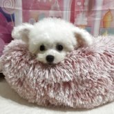 ビションフリーゼ