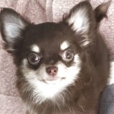 チワワ(ロング)