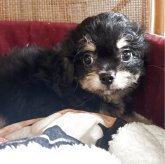 チワプー(チワワ×トイプードル)