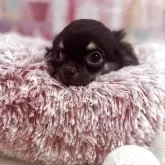 チワワ(ロング)