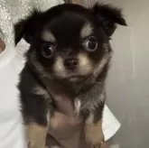 チワワ(ロング)