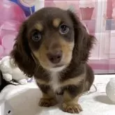 ミニチュアダックスフンド(ロング)【福井県・男の子・2025年9月15日・チョコタン】の写真2