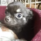 チワワ(ロング)【福井県・男の子・2025年8月2日・チョコタン】の写真2