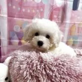 ビションフリーゼ【福井県・男の子・2025年8月24日・ホワイト】の写真3