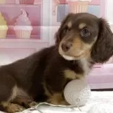 ミニチュアダックスフンド(ロング)【福井県・男の子・2025年9月15日・チョコタン】の写真3