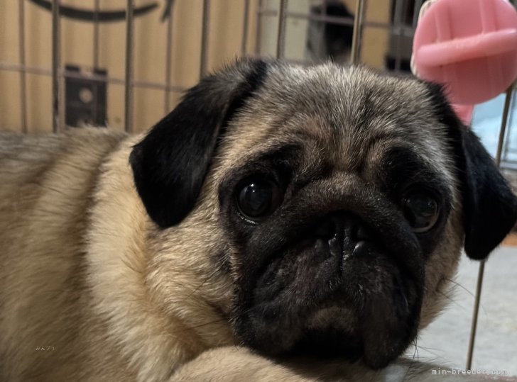 パグ【・女の子・2021年3月22日・フォーン】