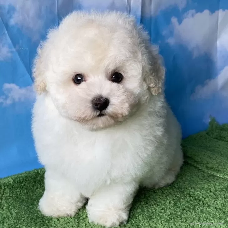ID:2410-00502の子犬