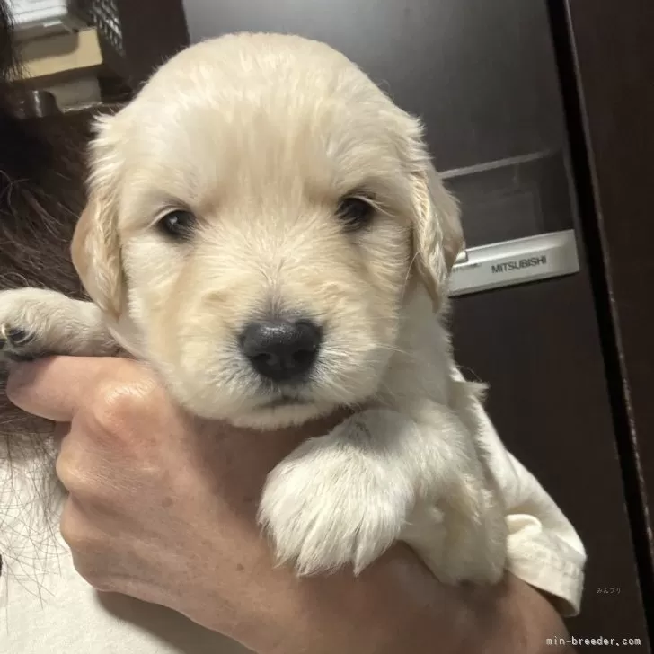 ID：2408-00313の子犬