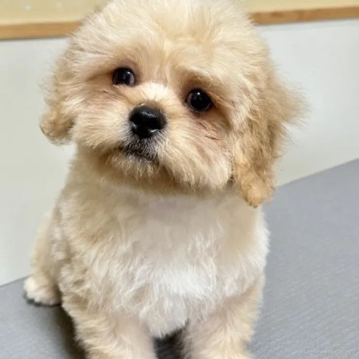 ID:2308-03382の子犬