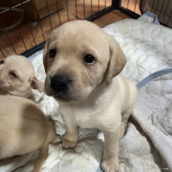 ID:2301-04827の子犬