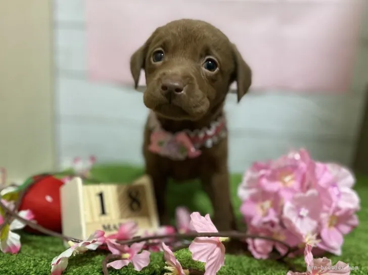 ID:2205-02224の子犬