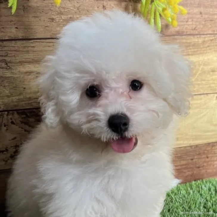ID:2308-01714の子犬