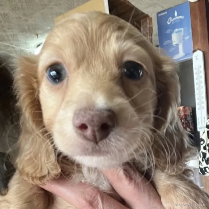 ID:2302-04855の子犬