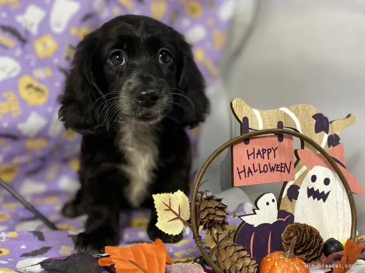 ID：2110-01539の子犬