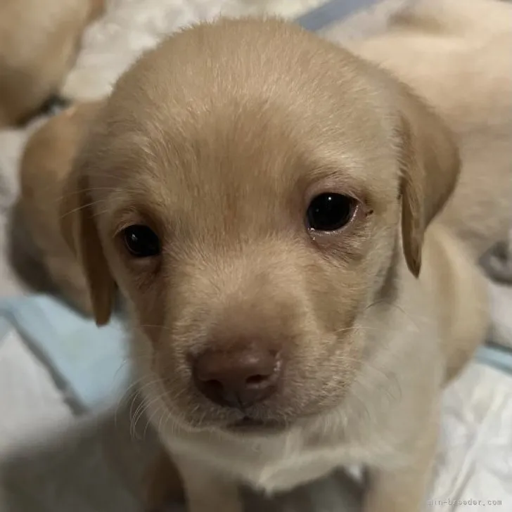 ID：2302-00720の子犬