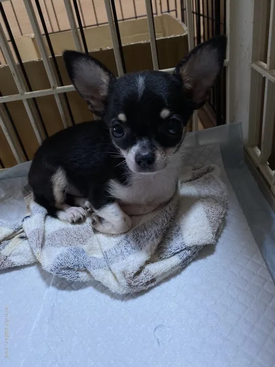 ID：2108-01509の子犬