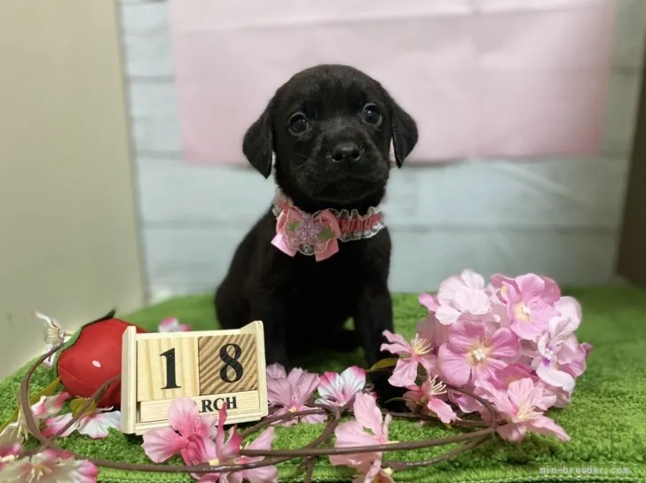 ID：2204-00666の子犬