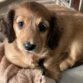 ミニチュアダックスフンド(ロング)【福井県・女の子・2022年11月28日・レッド】の写真1