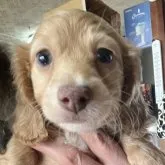 ミニチュアダックスフンド(ロング)【福井県・男の子・2023年1月1日・イザベラ】の写真1