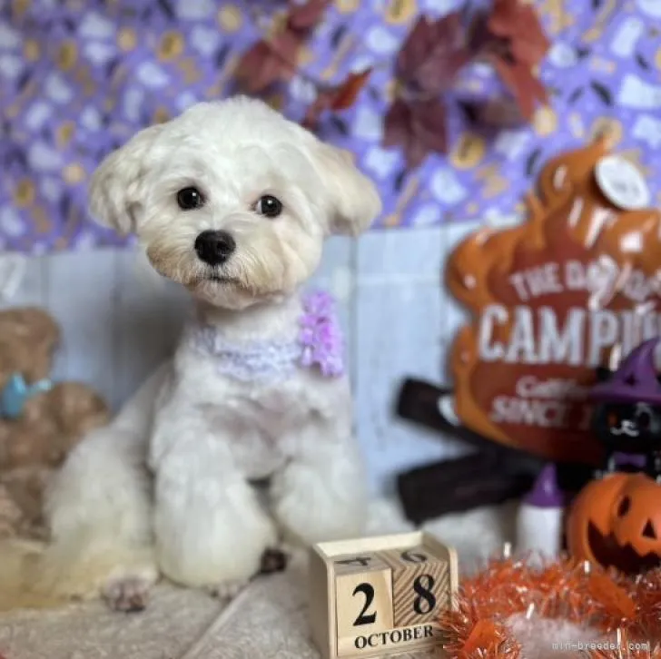 ID：2211-00164の子犬