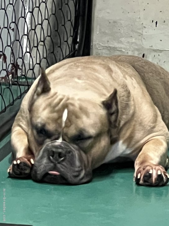 福田隆一ブリーダーのブログ：しんのすけ/あくび　交配済み