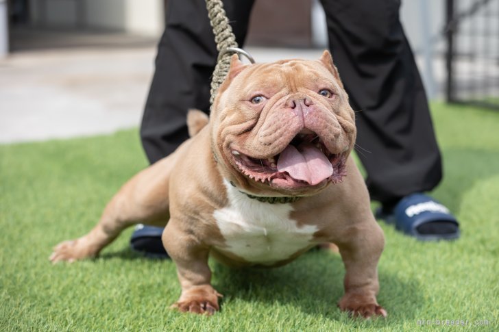 福田隆一ブリーダーのブログ：エキゾチックブリー　ドム/メルモ　交配済み