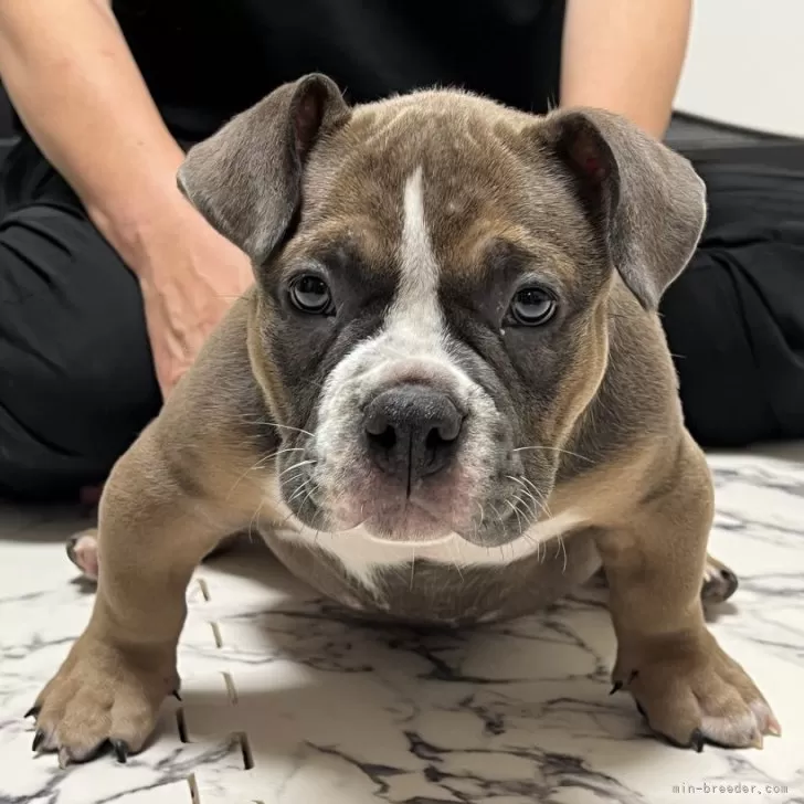ID：2506-03799の子犬