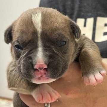 アメリカンブリー【大阪府・男の子・2025年11月3日・フォーン】の写真「人気急上昇中　毛色　フォーン」