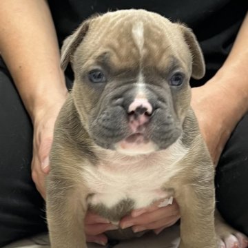 アメリカンブリー【大阪府・男の子・2025年11月3日・フォーン】の写真「人気急上昇中　毛色　フォーン」