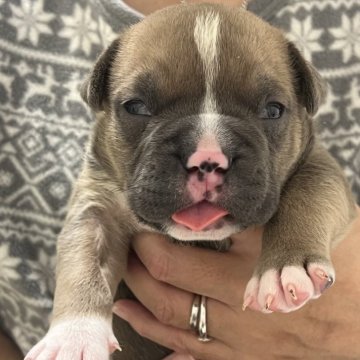 アメリカンブリー【大阪府・男の子・2025年11月3日・フォーン】の写真「人気急上昇中　毛色　フォーン」