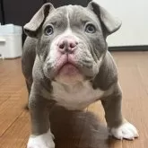 アメリカンブリー【大阪府・女の子・2024年11月6日・ライラックタン】の写真1「断耳後はお値段上がります2月初旬に断耳予定してます」