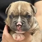 アメリカンブリー