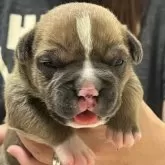 アメリカンブリー【大阪府・男の子・2025年11月3日・フォーン】の写真5