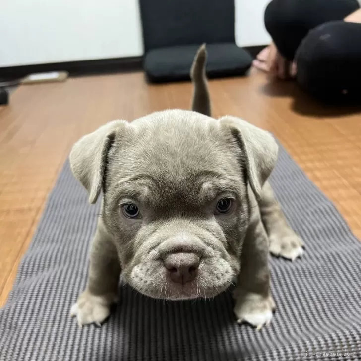 れんれん 様のお迎えした子犬
