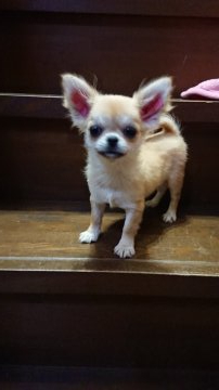 チワワ(ロング)【香川県・女の子・2019年7月15日・フォーン】の写真「極小～小振りでとっても可愛い女の子です」