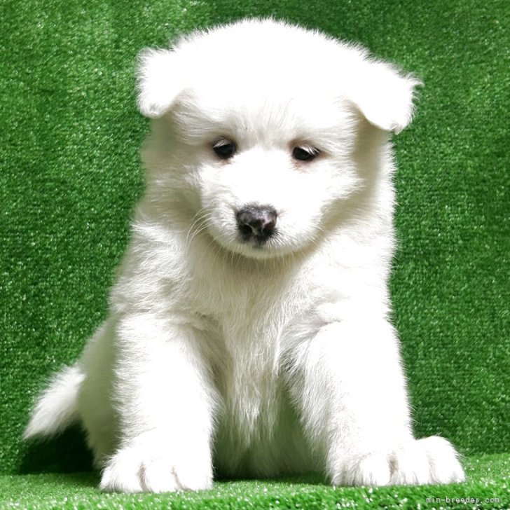 ブリーダー画像